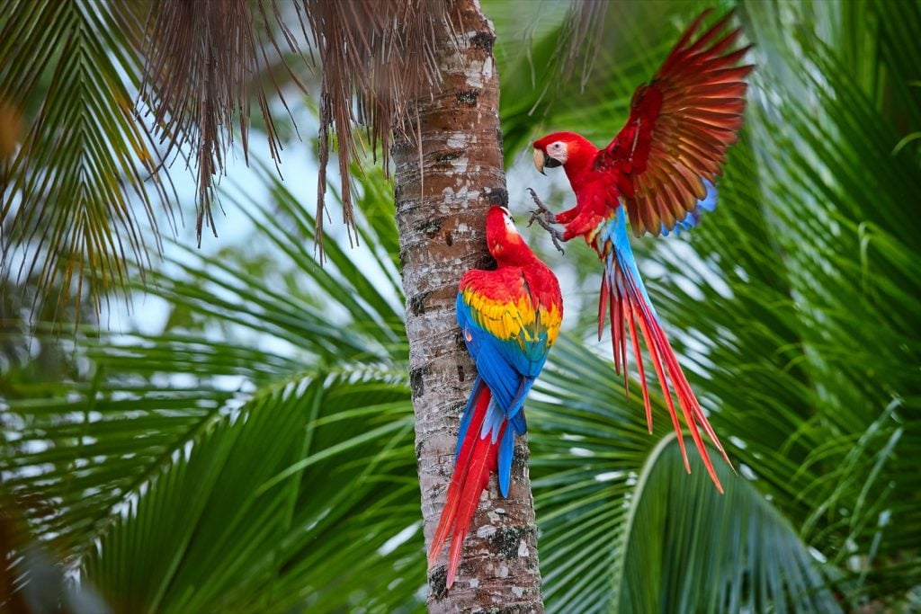 Two colorful red scarlet macaw parrots in a palm tree