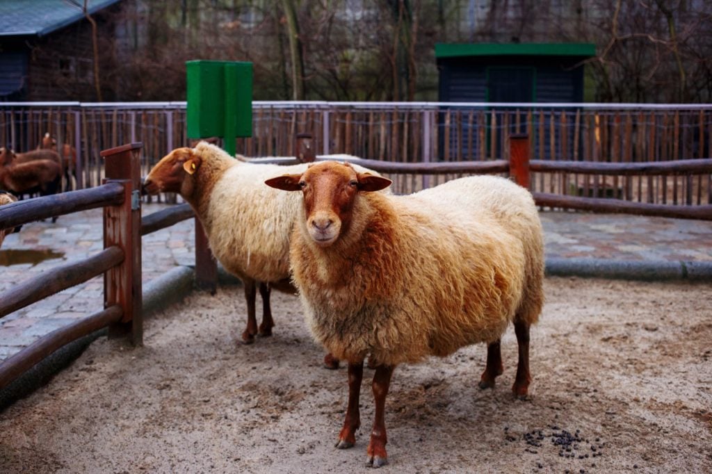 Two red sheep in a pen