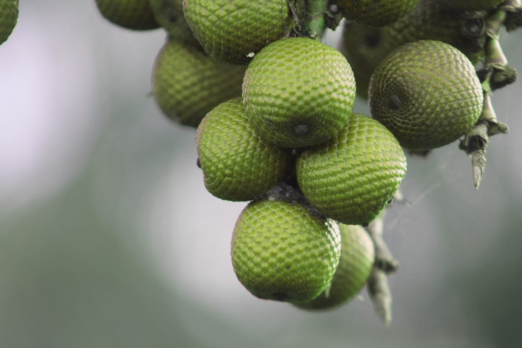 Unripe green buriti fruit hanging from a tree
