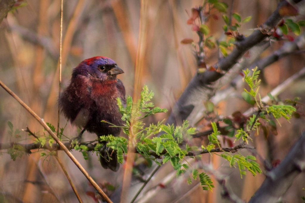 Varied Bunting sitting in a tree