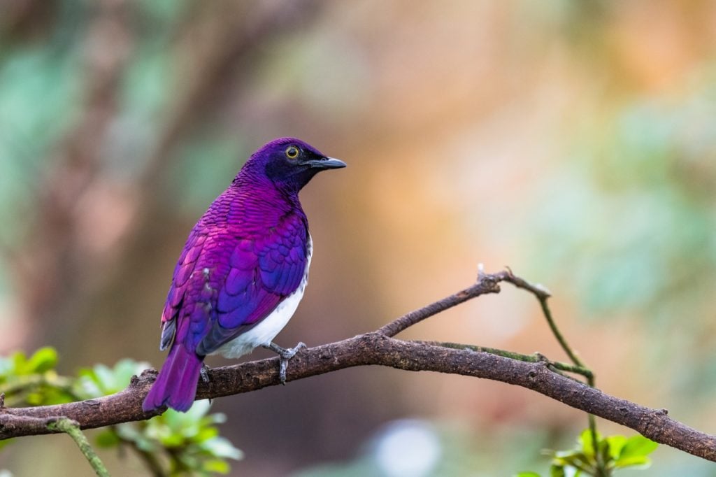 Violet-backed starling aka Cinnyricinclus Leucogaster in nature