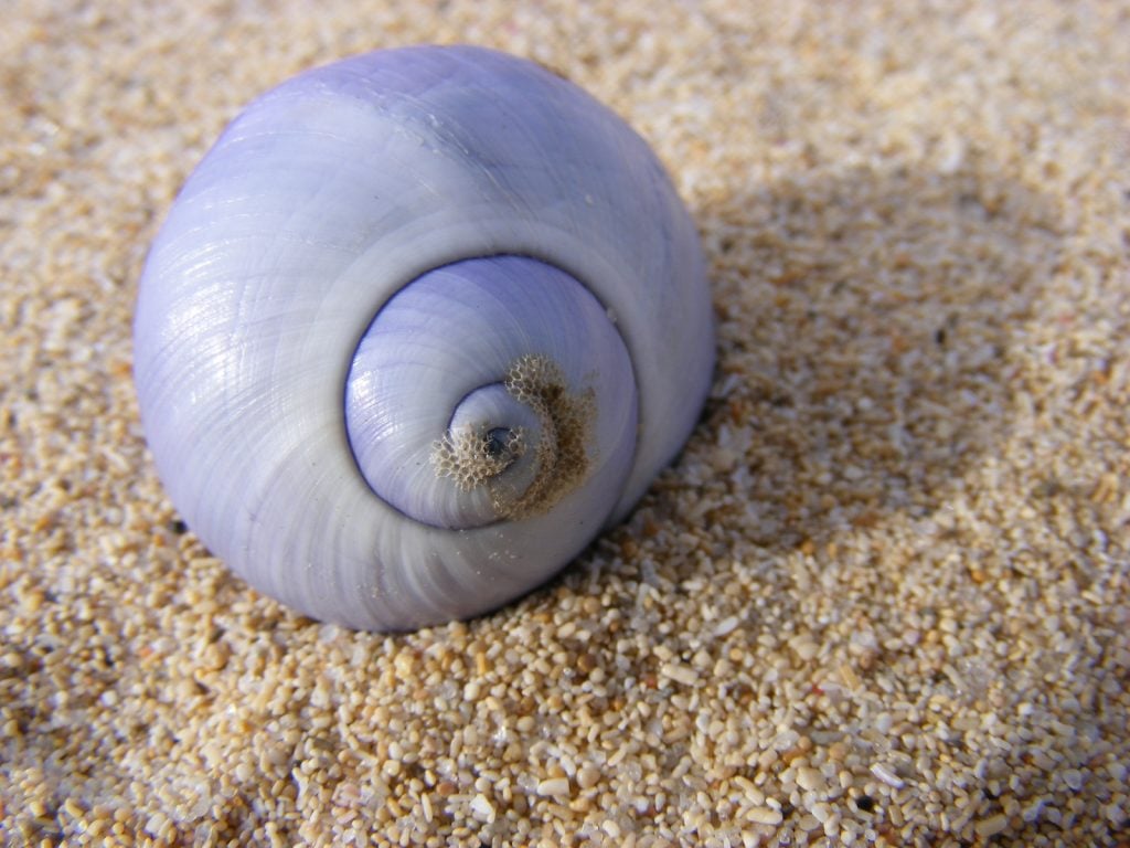 Violet sea snail shell in the sand on the beach