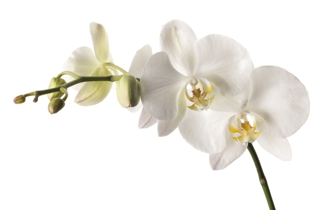 Isolated white dendrobium orchid