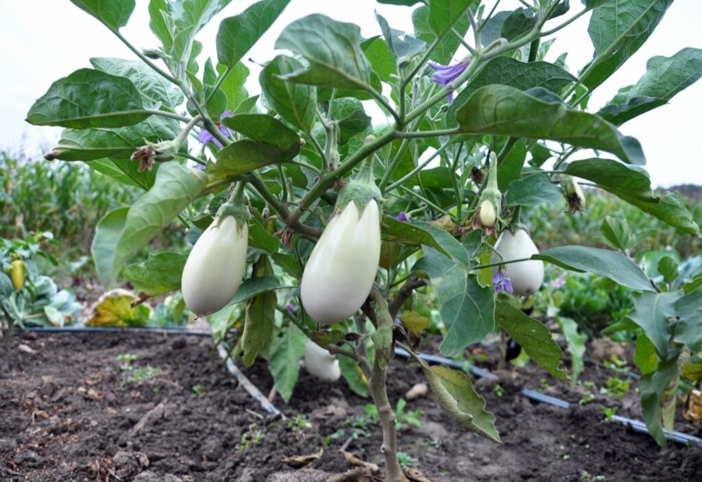 White eggplants growing on field