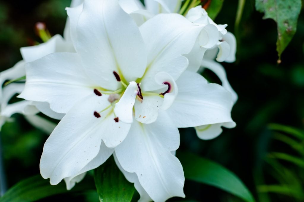 White lily in flower garden symbolizes purity