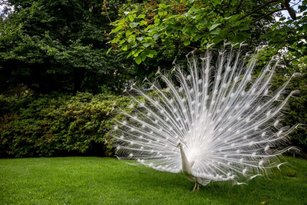 White peacock showing its bright feathers