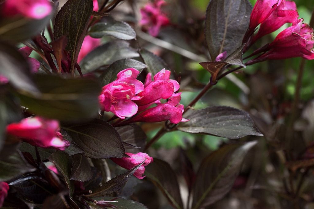 Wine and roses bushes with dark leaves and bright pink flowers