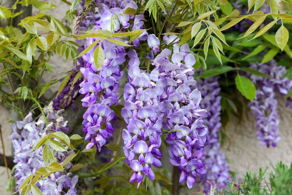 Close up of blossoming violet wisteria flowers