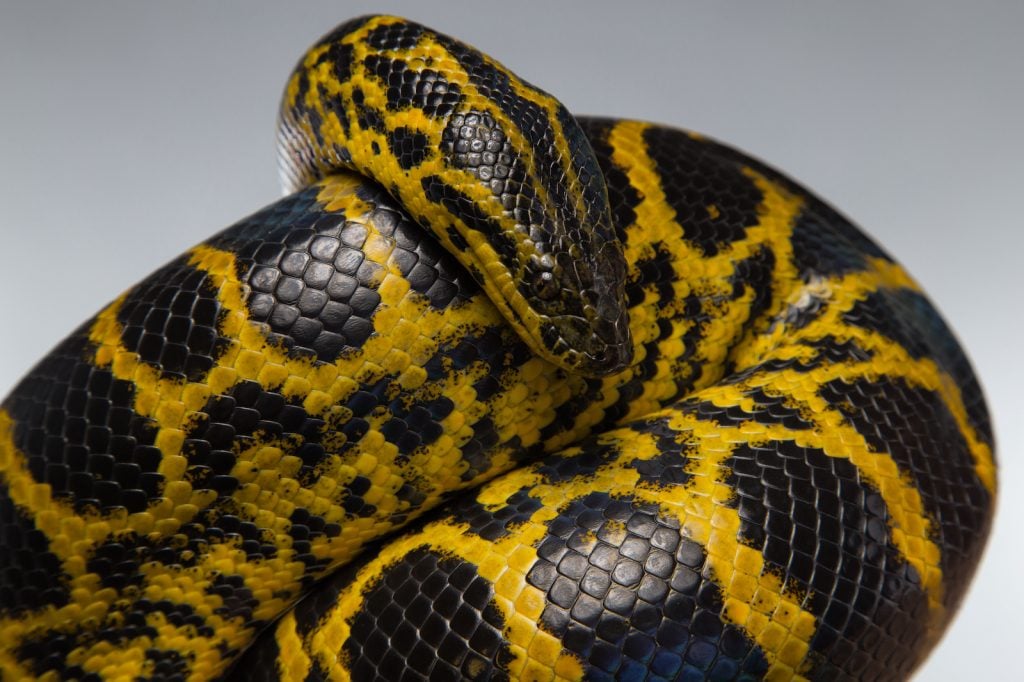 Closeup of yellow anaconda