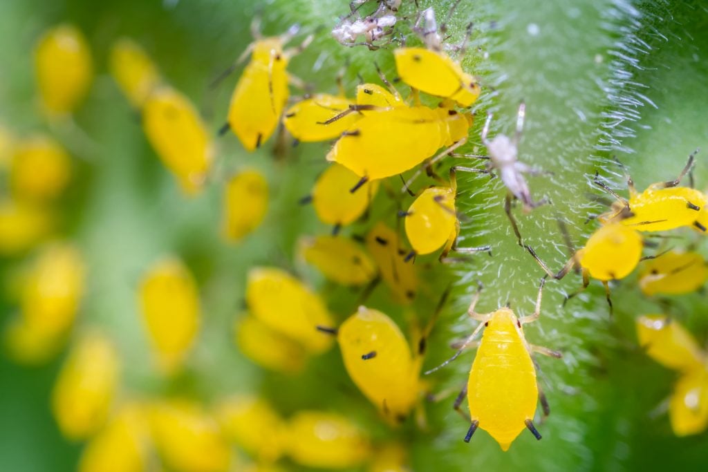 Yellow aphids eating on a green stalk