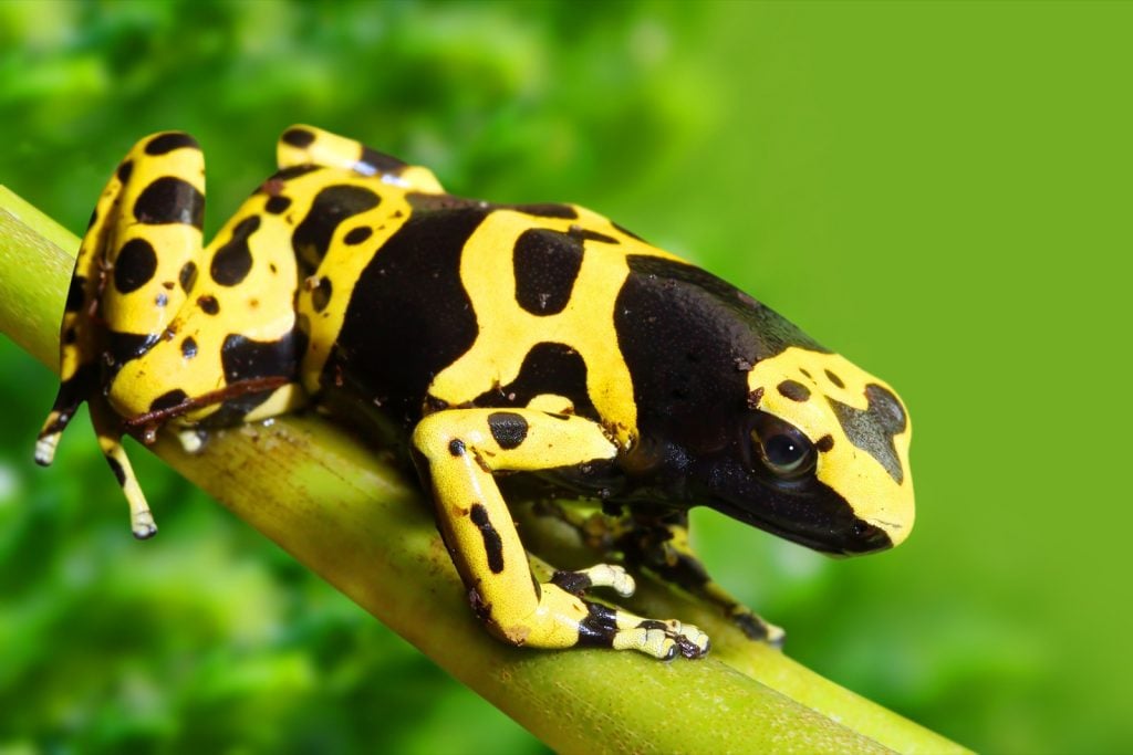 Yellow-banded poison dart frog aka Dendrobates Leucomelas