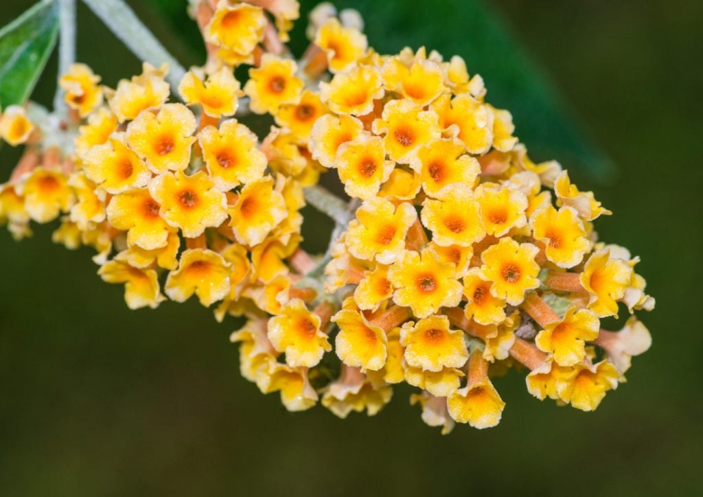 Closeup of a yellow butterfly bush flower in bloom