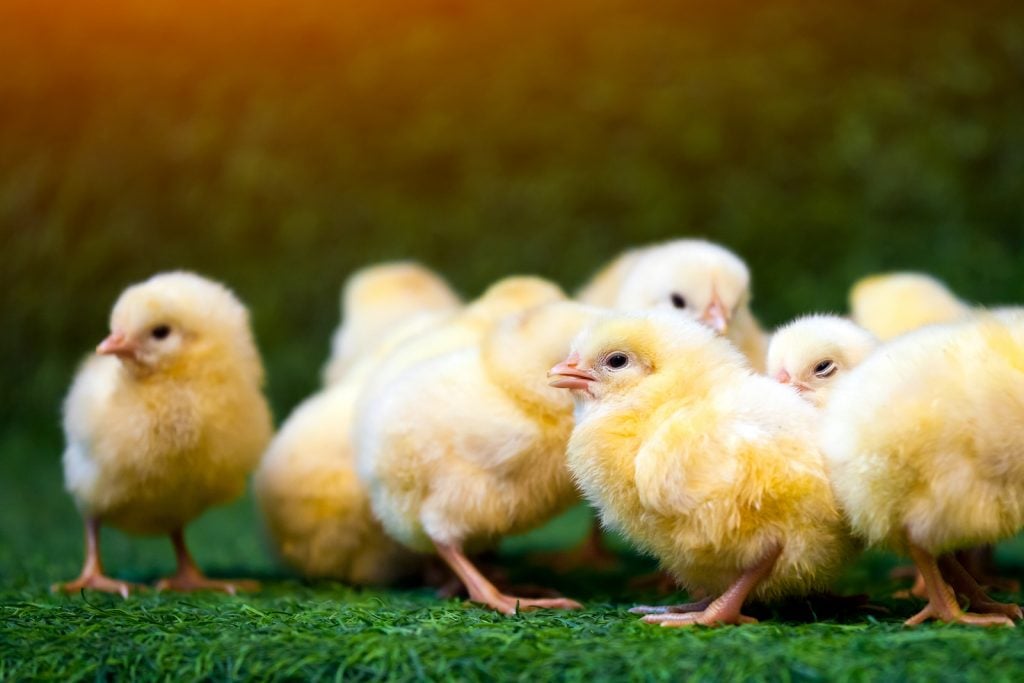 Yellow baby chicks standing on fake green grass