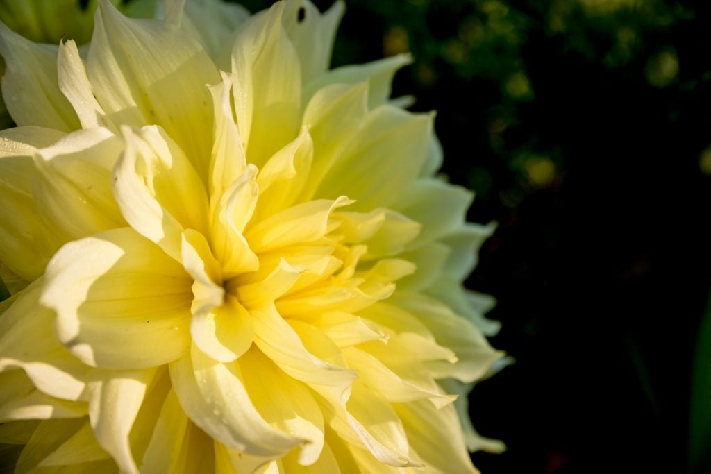 Closeup of yellow dahlia on a dark background