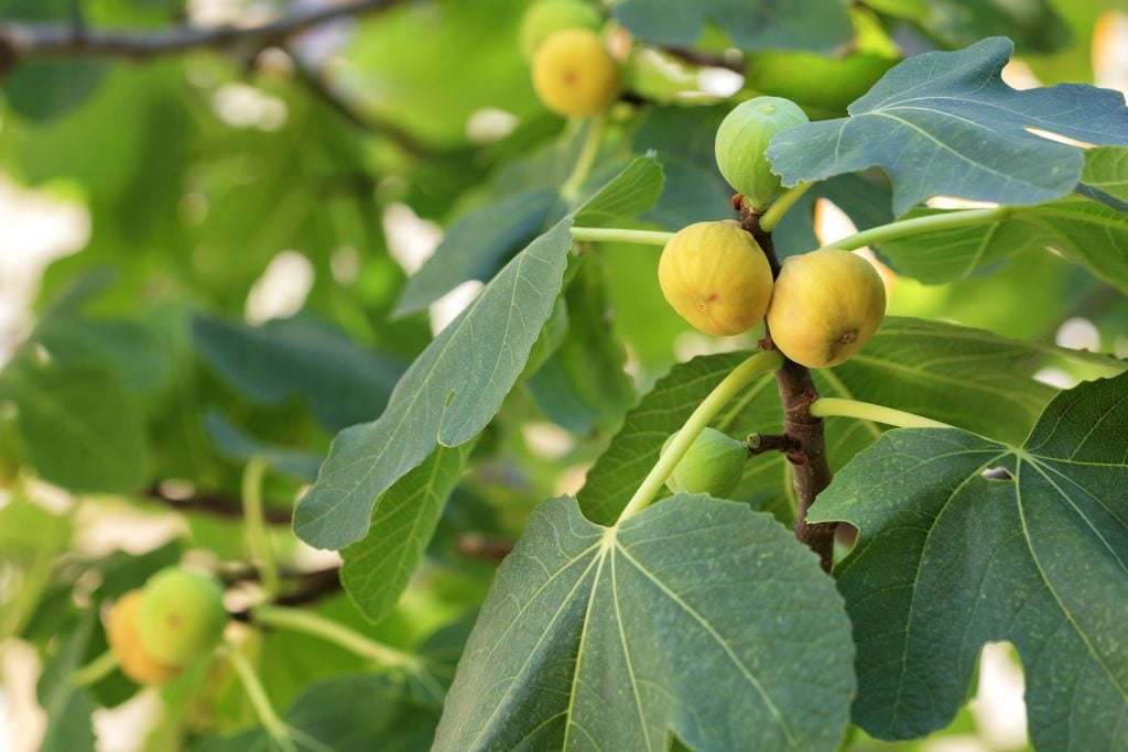 Fresh ripe yellow figs on a branch surrounded by green fig leaves on the tree