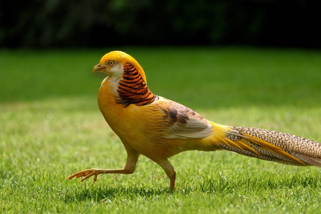 Yellow golden pheasant walking on the lawn in a garden