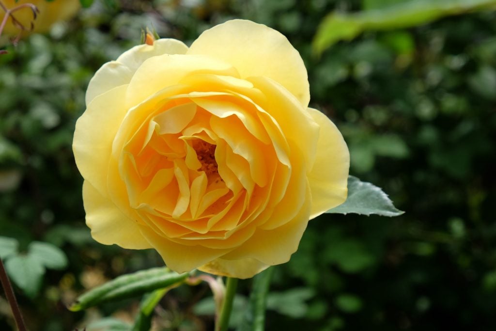 Closeup of yellow Graham Thomas rose in full bloom with a blurred green background