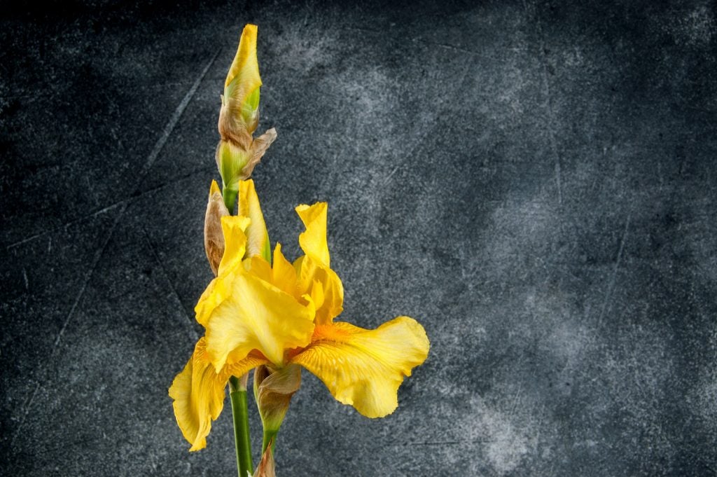 Closeup of yellow irises on dark gray background