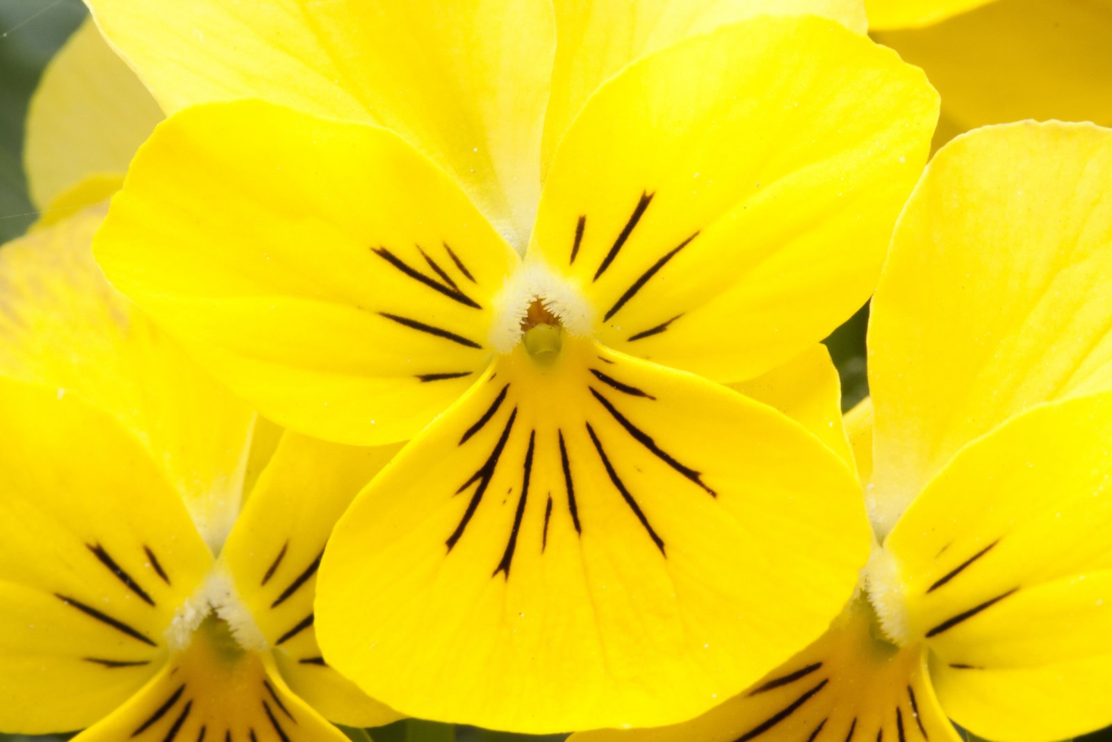 143 Things That Are Yellow in Nature - Color Meanings