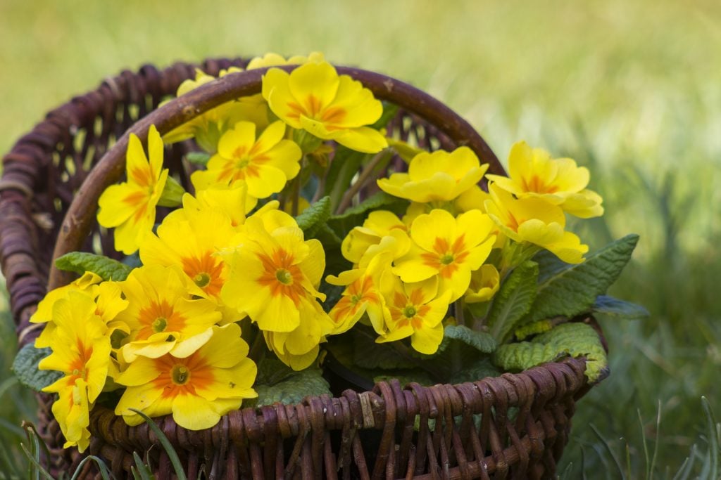 Blossoming yellow primrose in a basket standing on green grass in the garden