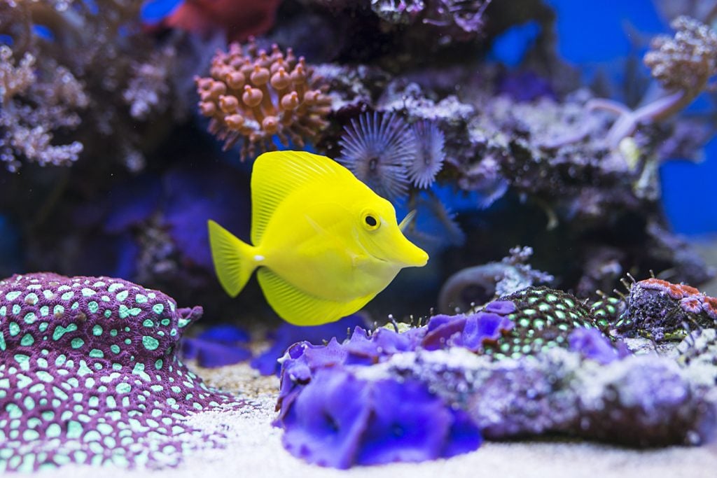 Single yellow tang in an aquarium surrounded by different purple color coral