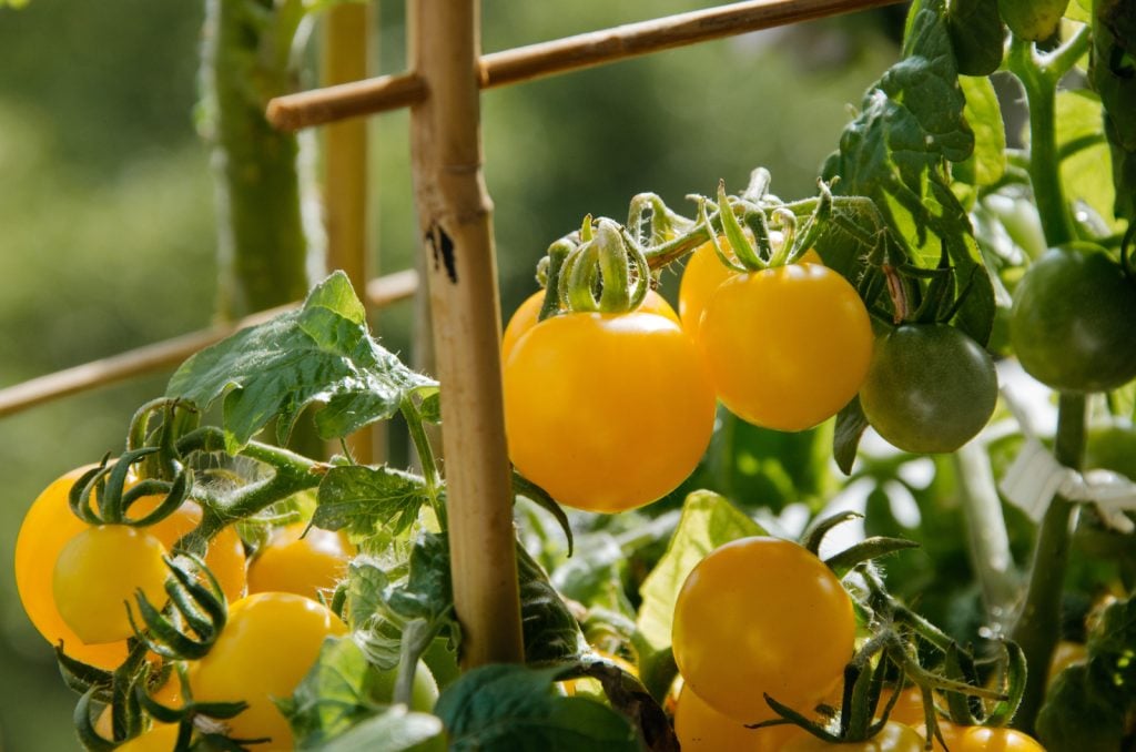 Closeup of yellow tomatoes in a greenhouse