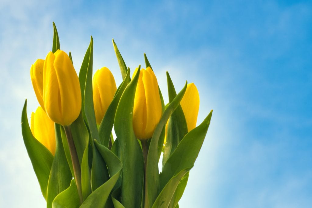 Bouquet of yellow tulips being held up against the clear blue sky